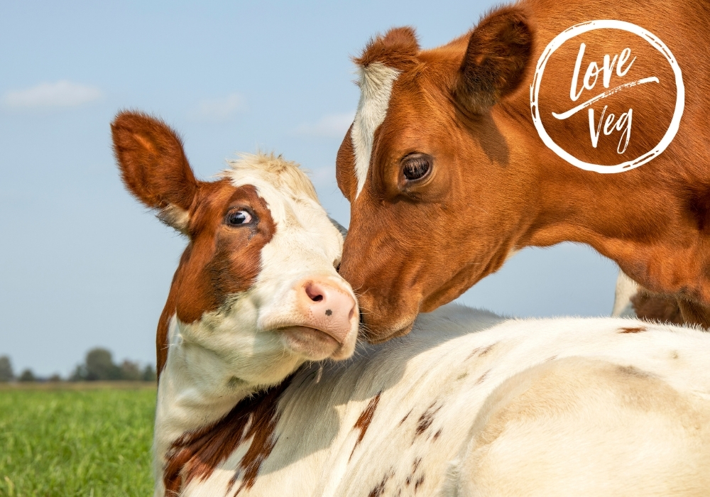 vacas-love-veg