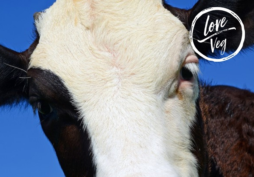 vaca-love-veg