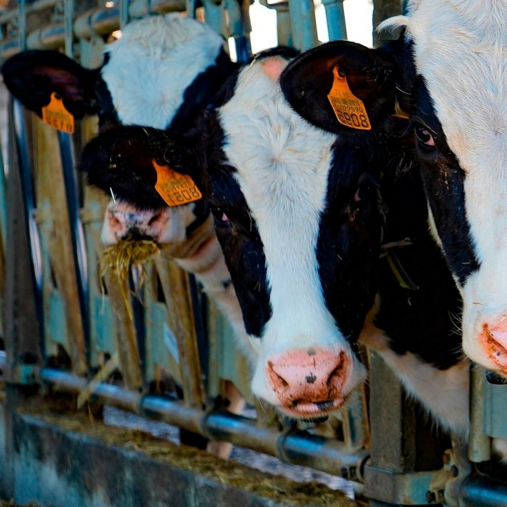 ¿Leche para quién? Semana mundial de la lactancia