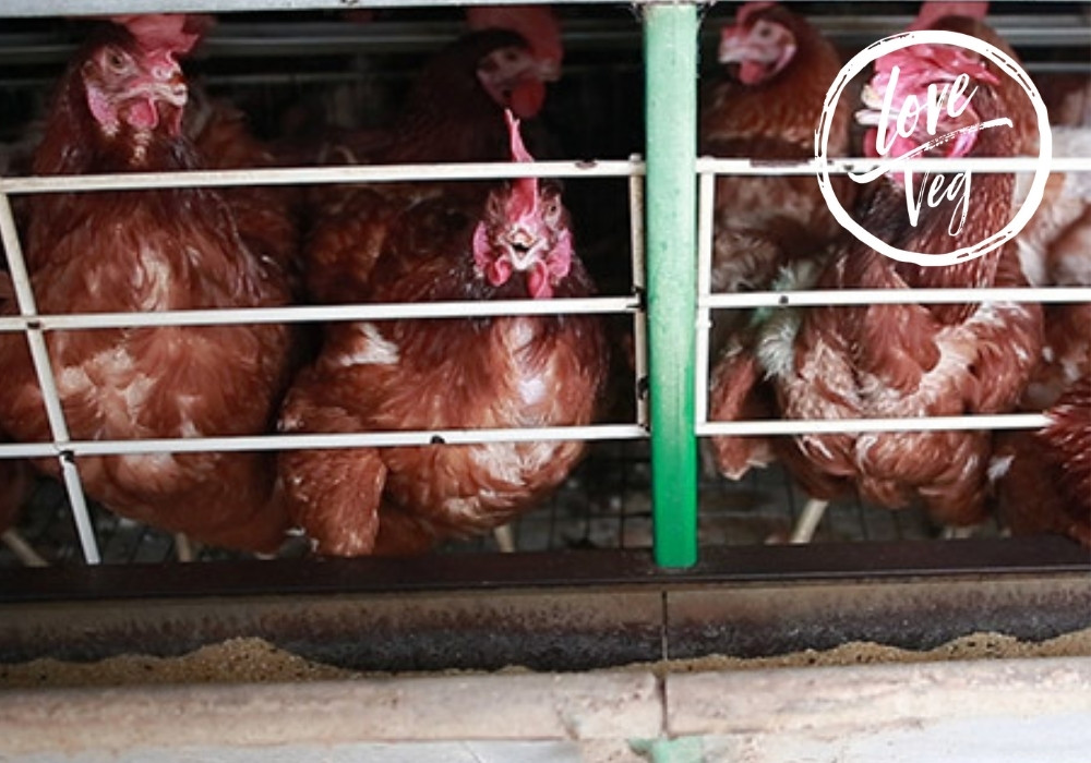 gallinas-razones-content